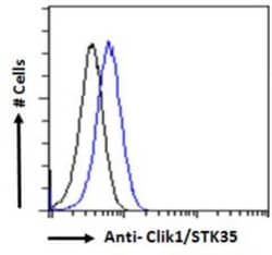 STK35 Antibody, Novus Biologicals 0.1mg; Unlabeled:Antibodies, Polyclonal