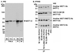 STK4 Antibody, Novus Biologicals 0.1mg; Unlabeled:Antibodies, Polyclonal