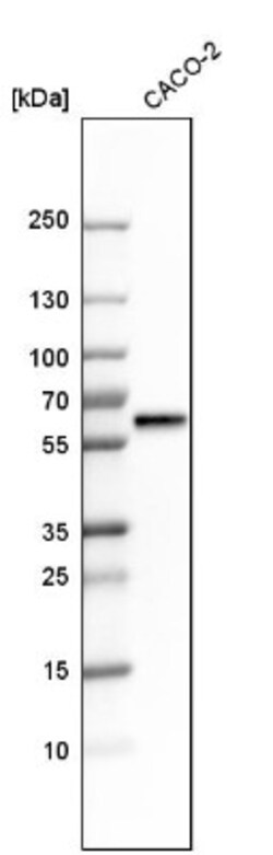 STK4 Antibody, Novus Biologicals 0.1mL; Unlabeled:Antibodies