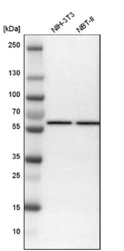 STK4 Antibody, Novus Biologicals 0.1mL; Unlabeled:Antibodies