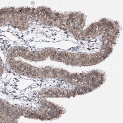 STOX1 Antibody, Novus Biologicals:Antibodies:Primary Antibodies