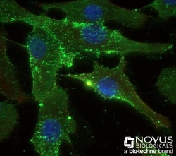 STRO-1 Antibody (STRO-1), Novus Biologicals:Antibodies:Primary Antibodies