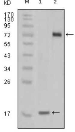 STYK1 Antibody (2H2F10), Novus Biologicals 0.1mL; Unlabeled:Antibodies,