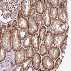 STYXL1 Antibody, Novus Biologicals 0.1mL; Unlabeled:Antibodies, Polyclonal