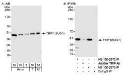 SUG1 Antibody, Novus Biologicals 0.1mL; Unlabeled:Antibodies, Polyclonal