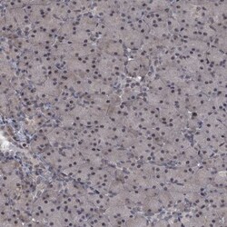 SUMO Activating Enzyme E1 (SAE1) Antibody, Novus Biologicals 0.1mL; Unlabeled:Antibodies,