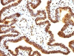 SUMO1 Antibody (SUMO1/1188), Novus Biologicals 0.2mg; Unlabeled:Antibodies,