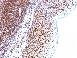 SUMO1 Antibody (SUMO1/1188), Novus Biologicals 0.2mg; Unlabeled:Antibodies,