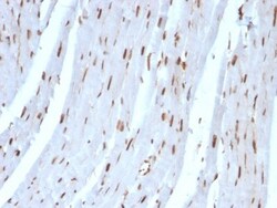 SUMO2 Antibody (SUMO2/1199), Novus Biologicals 0.2mg; Unlabeled:Antibodies,