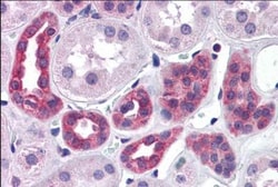 SUPT16H Antibody, Novus Biologicals 0.1mg; Unlabeled:Antibodies, Polyclonal