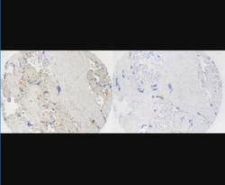 SUR1 Antibody, Novus Biologicals:Antibodies:Primary Antibodies