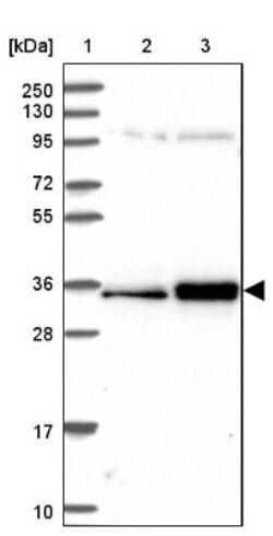 SURF2 Antibody, Novus Biologicals:Antibodies:Primary Antibodies