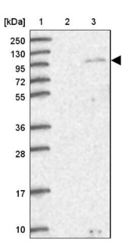 SUSD1 Antibody, Novus Biologicals 25ul | Buy Online | Novus Biologicals | Fisher Scientific