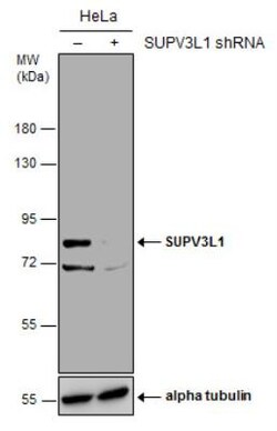 SUV3L1 Antibody (244), Novus Biologicals 0.1mL; Unlabeled:Antibodies, Monoclonal