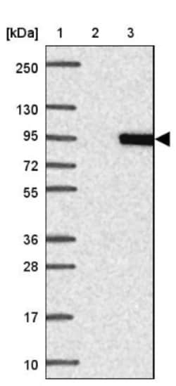SUV3L1 Antibody, Novus Biologicals:Antibodies:Primary Antibodies