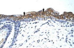 SUV420h1 Antibody, Novus Biologicals 0.05mg; Unlabeled:Antibodies, Polyclonal