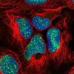 SUZ12 Antibody, Novus Biologicals:Antibodies:Primary Antibodies