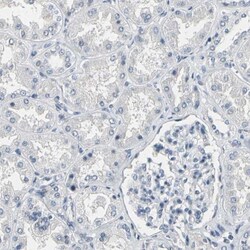 SV2A Antibody, Novus Biologicals 25 &mu;L; Unlabeled:Antibodies, Polyclonal