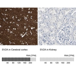 SV2A Antibody, Novus Biologicals 25 &mu;L; Unlabeled:Antibodies, Polyclonal