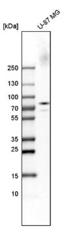 SV2A Antibody, Novus Biologicals 25 &mu;L; Unlabeled:Antibodies, Polyclonal