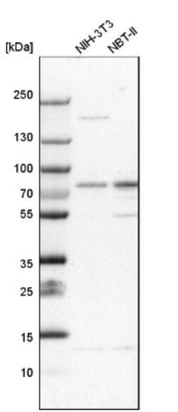 SV2A Antibody, Novus Biologicals 25 &mu;L; Unlabeled:Antibodies, Polyclonal
