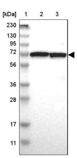 SWAP70 Antibody, Novus Biologicals 25 &mu;L; Unlabeled:Antibodies, Polyclonal