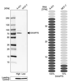 SWAP70 Antibody, Novus Biologicals 25 &mu;L; Unlabeled:Antibodies, Polyclonal