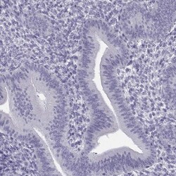 SYCE1 Antibody, Novus Biologicals 25 &mu;L; Unlabeled:Antibodies, Polyclonal