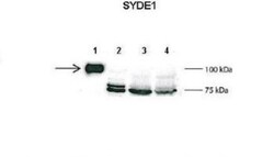 SYDE1 Antibody, Novus Biologicals:Antibodies:Primary Antibodies