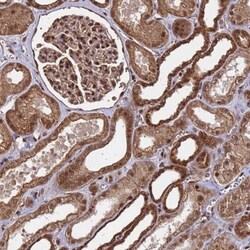 SYF2 Antibody, Novus Biologicals:Antibodies:Primary Antibodies