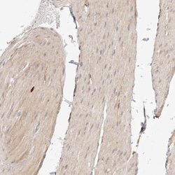 SYNC Antibody, Novus Biologicals:Antibodies:Primary Antibodies