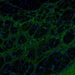 SYNJ2BP/ARIP2 Antibody, Novus Biologicals 25 &mu;L | Buy Online | Novus Biologicals | Fisher Scientific