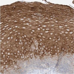 SYTL3 Antibody, Novus Biologicals 25 &mu;L; Unlabeled:Antibodies, Polyclonal