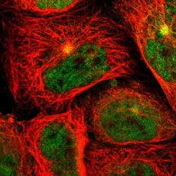SYTL4 Antibody, Novus Biologicals:Antibodies:Primary Antibodies