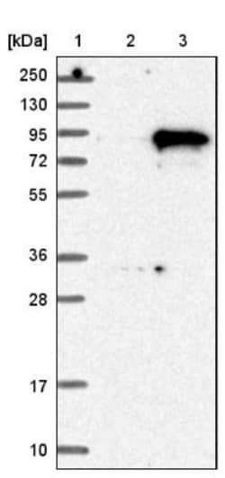 SYTL4 Antibody, Novus Biologicals:Antibodies:Primary Antibodies