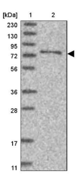SYTL5 Antibody, Novus Biologicals 0.1 mL | Buy Online | Novus Biologicals | Fisher Scientific