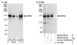 Scaffold attachment factor B2 Antibody, Novus Biologicals 0.1mL; Unlabeled:Antibodies,