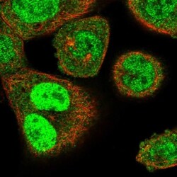Schlafen 11 Antibody, Novus Biologicals 0.1mL; Unlabeled:Antibodies, Polyclonal