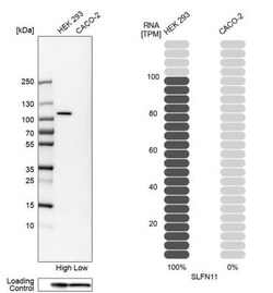 Schlafen 11 Antibody, Novus Biologicals 0.1mL; Unlabeled:Antibodies, Polyclonal