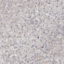 Scribble Antibody, Novus Biologicals 0.1 mL | Buy Online | Novus Biologicals | Fisher Scientific