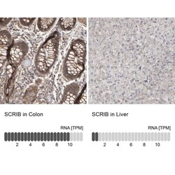 Scribble Antibody, Novus Biologicals 0.1 mL | Buy Online | Novus Biologicals | Fisher Scientific