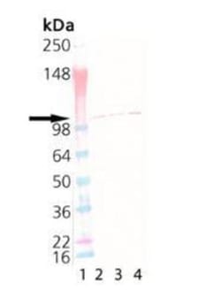 Sec8 Antibody (14G1), Novus Biologicals 0.2 mg; Unconjugated:Antibodies,
