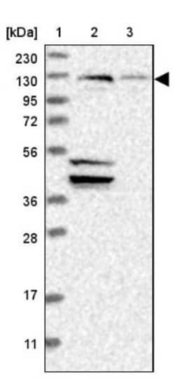 Sec8 Antibody, Novus Biologicals:Antibodies:Primary Antibodies