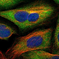 Secernin-1 Antibody, Novus Biologicals 0.1mL; Unlabeled:Antibodies, Polyclonal
