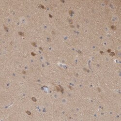Secernin-1 Antibody, Novus Biologicals 0.1mL; Unlabeled:Antibodies, Polyclonal