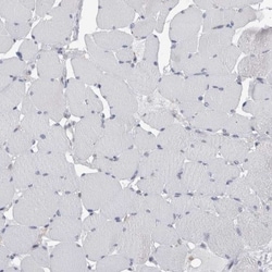 Secernin-1 Antibody, Novus Biologicals 0.1mL; Unlabeled:Antibodies, Polyclonal