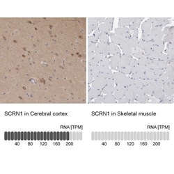 Secernin-1 Antibody, Novus Biologicals 0.1mL; Unlabeled:Antibodies, Polyclonal