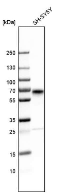 Secretogranin 3 Antibody, Novus Biologicals:Antibodies:Primary Antibodies