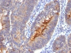 Mouse anti-Secretory Component, Clone: SC05/COMPO2, Novus Biologicals 0.2mg;