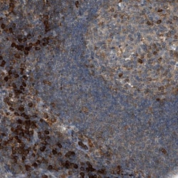 Semaphorin 4D/CD100 Antibody, Novus Biologicals 0.1mL; Unlabeled:Antibodies,